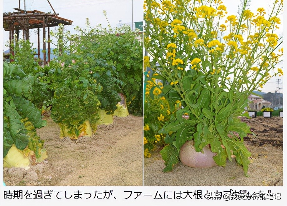 酵素行业发展前景及趋势分析,酵素产品价格现状与预测