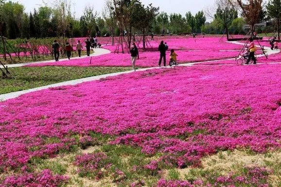附近免费景点踏青网红打卡地,北京周边的四季花海