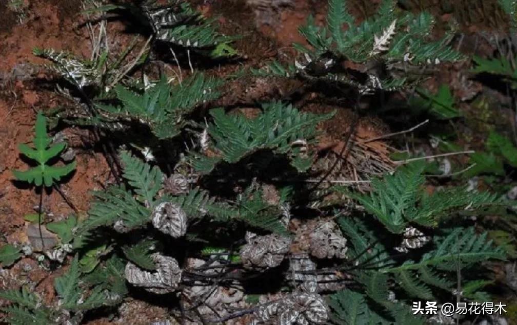 我国药用蕨类产地,中国蕨类大全图