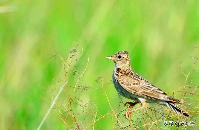 今天脾气有点暴躁的说说,什么样的百灵才是好百灵