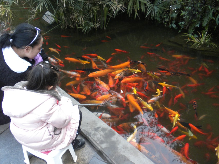 新都木兰花卉批发市场买金鱼,木兰县卖观赏鱼