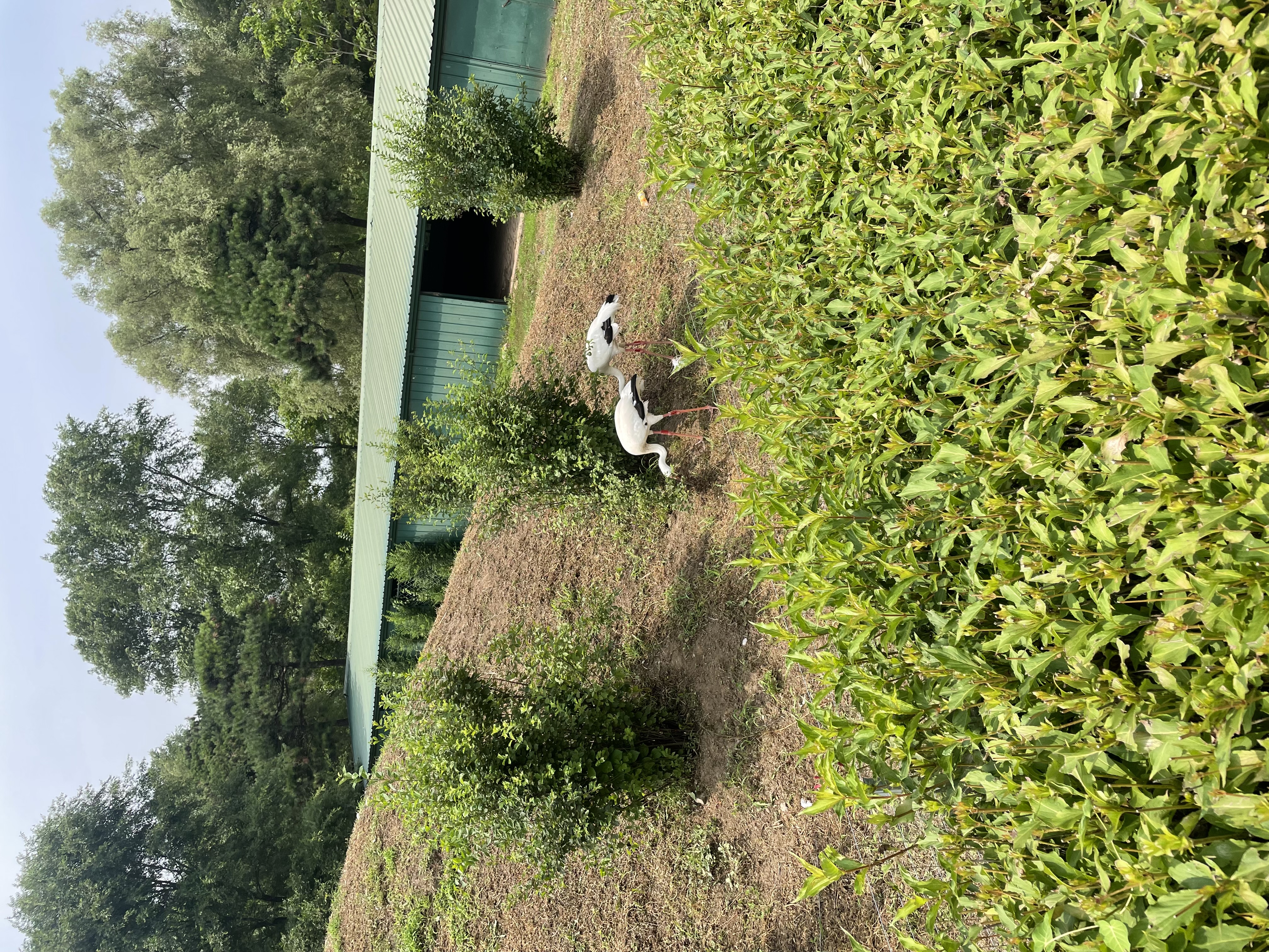 沈阳森林动物园春游,五一小长假去沈阳森林动物园游玩