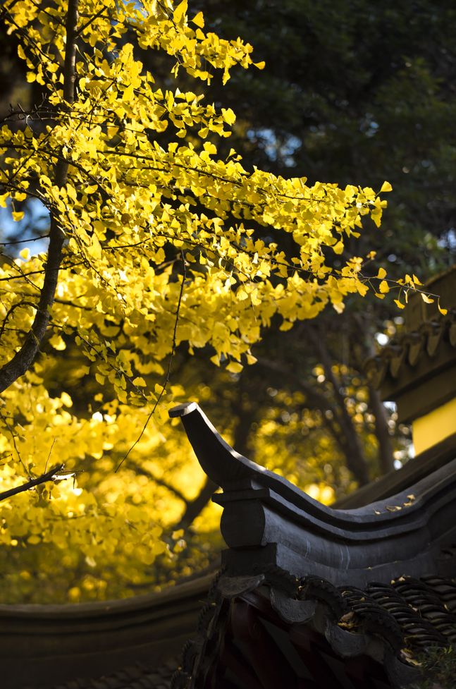 上海银杏叶打卡的地方,上海周边哪里有银杏叶