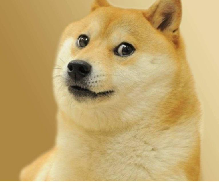 日本柴犬和国内的怎么不一样,日本柴犬怎么火起来的