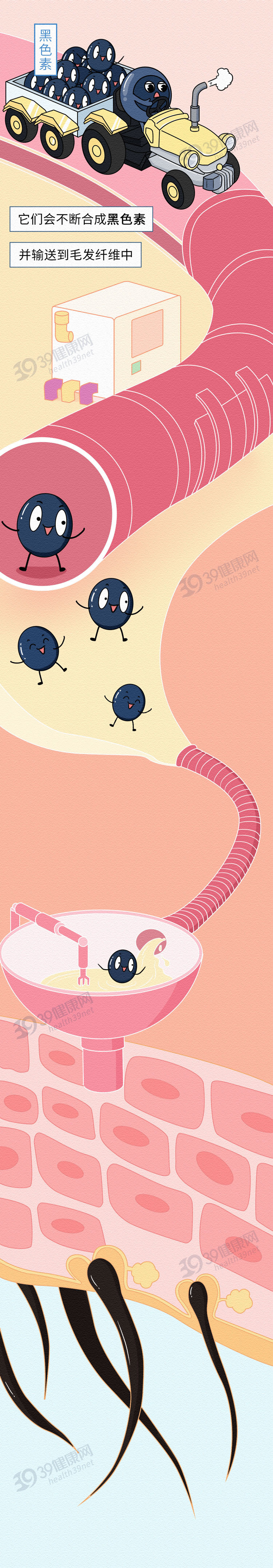 白发真的能从发根长出黑发吗,白发怎么治疗才能变黑小偏方