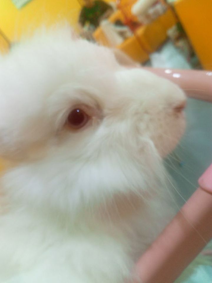 上海周末情侣打卡,上海好玩的萌宠体验馆