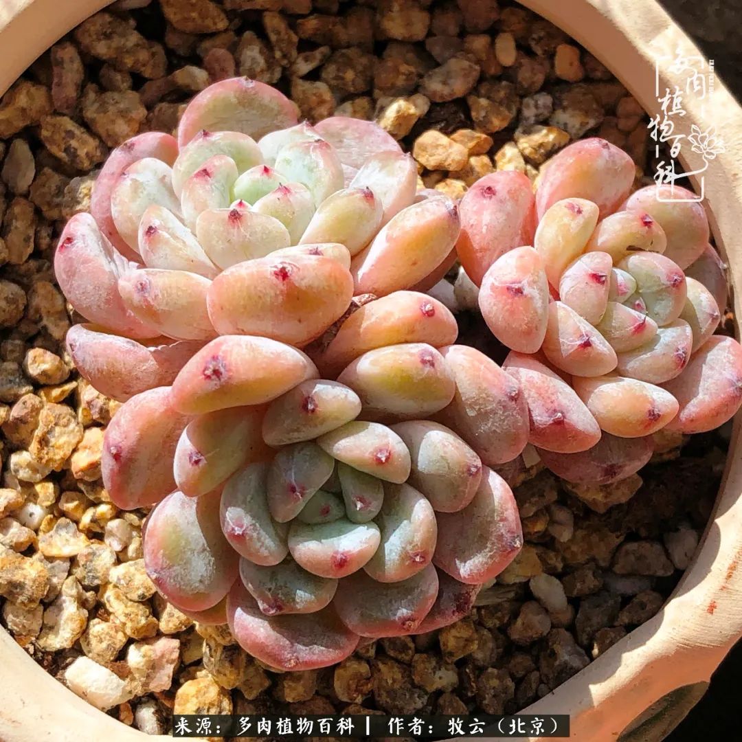 多肉植物生活,多肉生活充满诗意