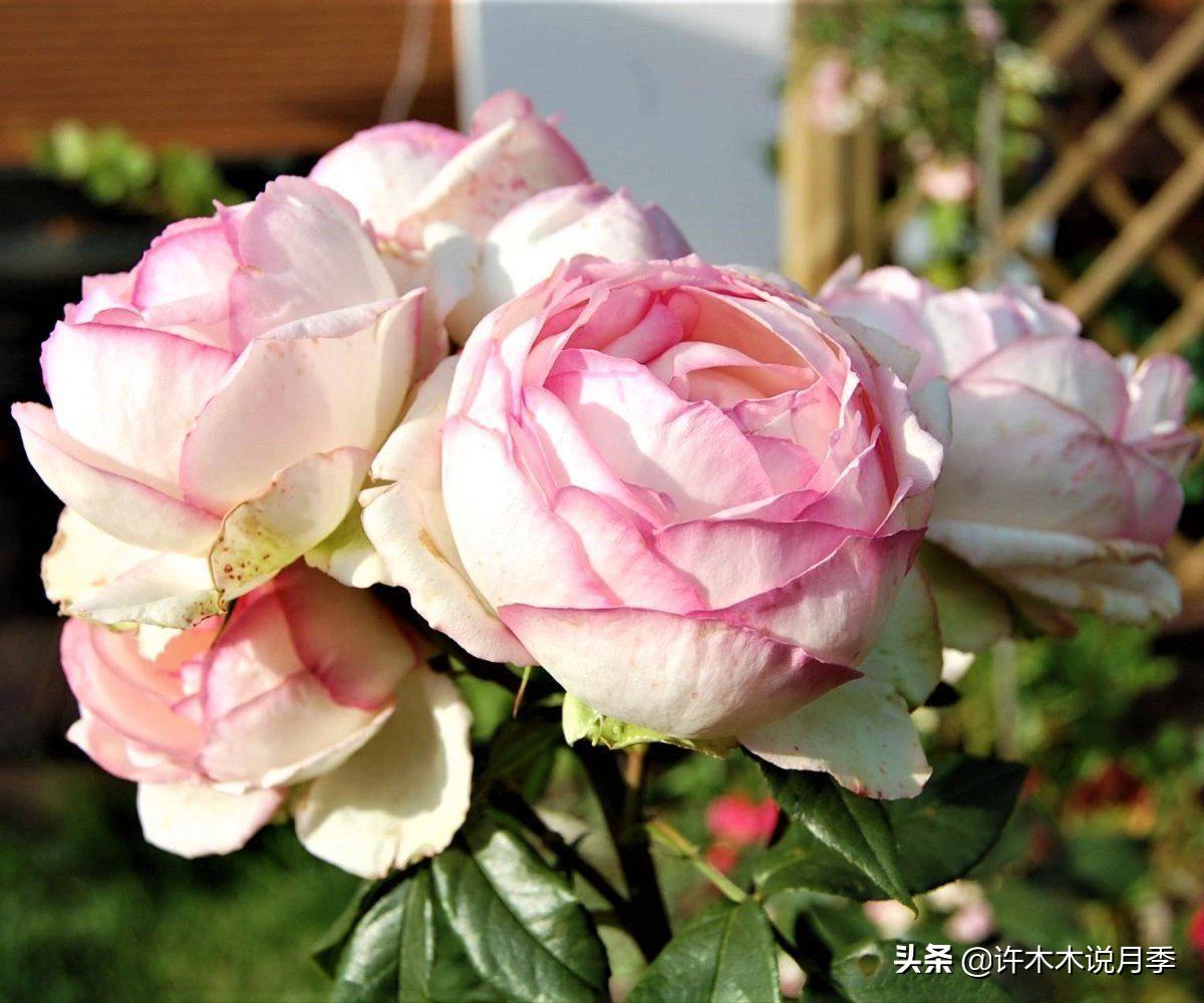 多头多季节开花抗性好的月季,红色月季哪几款多花勤花抗性好的