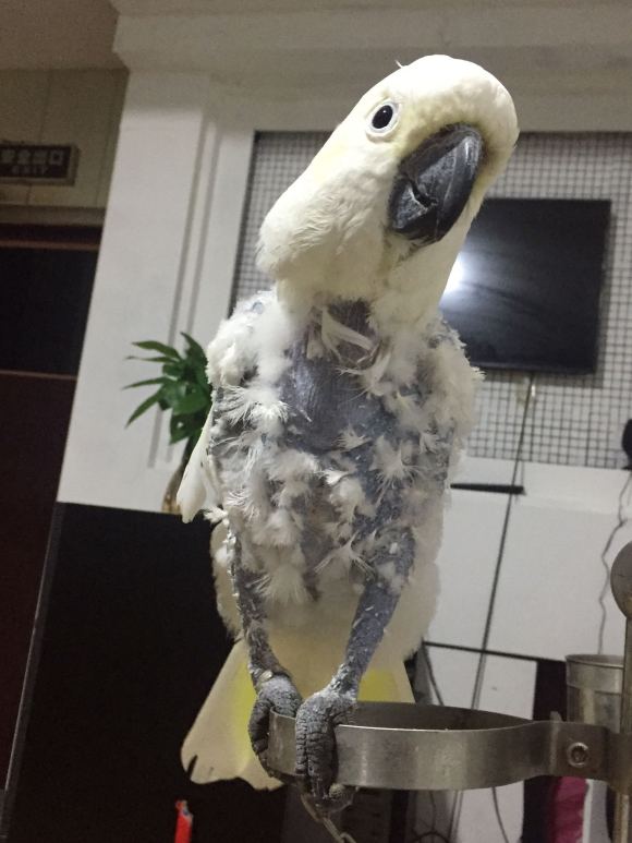 葵花鹦鹉咬毛怎么办,葵花鹦鹉咬脚