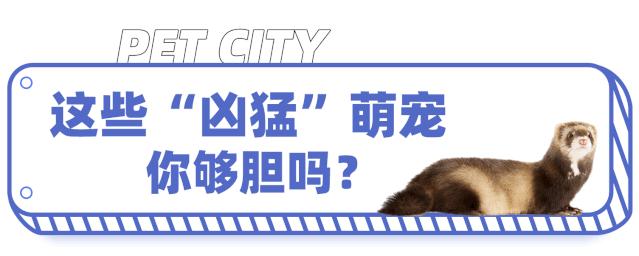 19.9包邮毛绒羊驼,羊驼9.9元秒杀直播