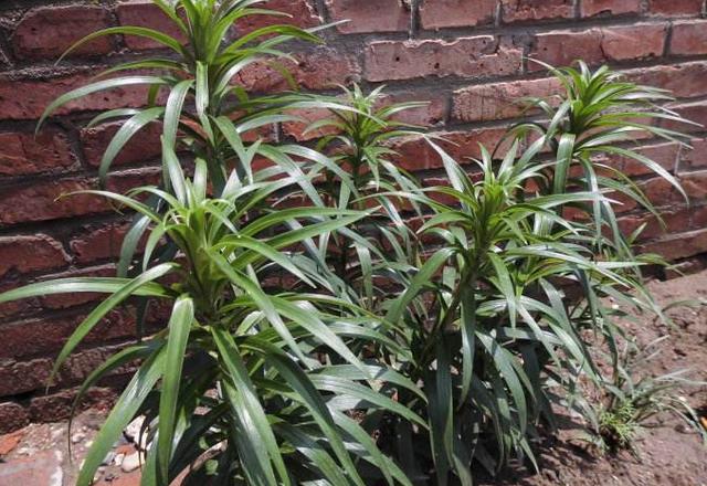 百合花这样养开花又大又美,百合花有什么方法让它早点开花