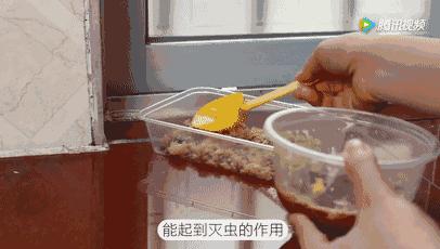 家里蚊虫蟑螂消除小秘诀,家里蟑螂怎么用洗衣粉消灭