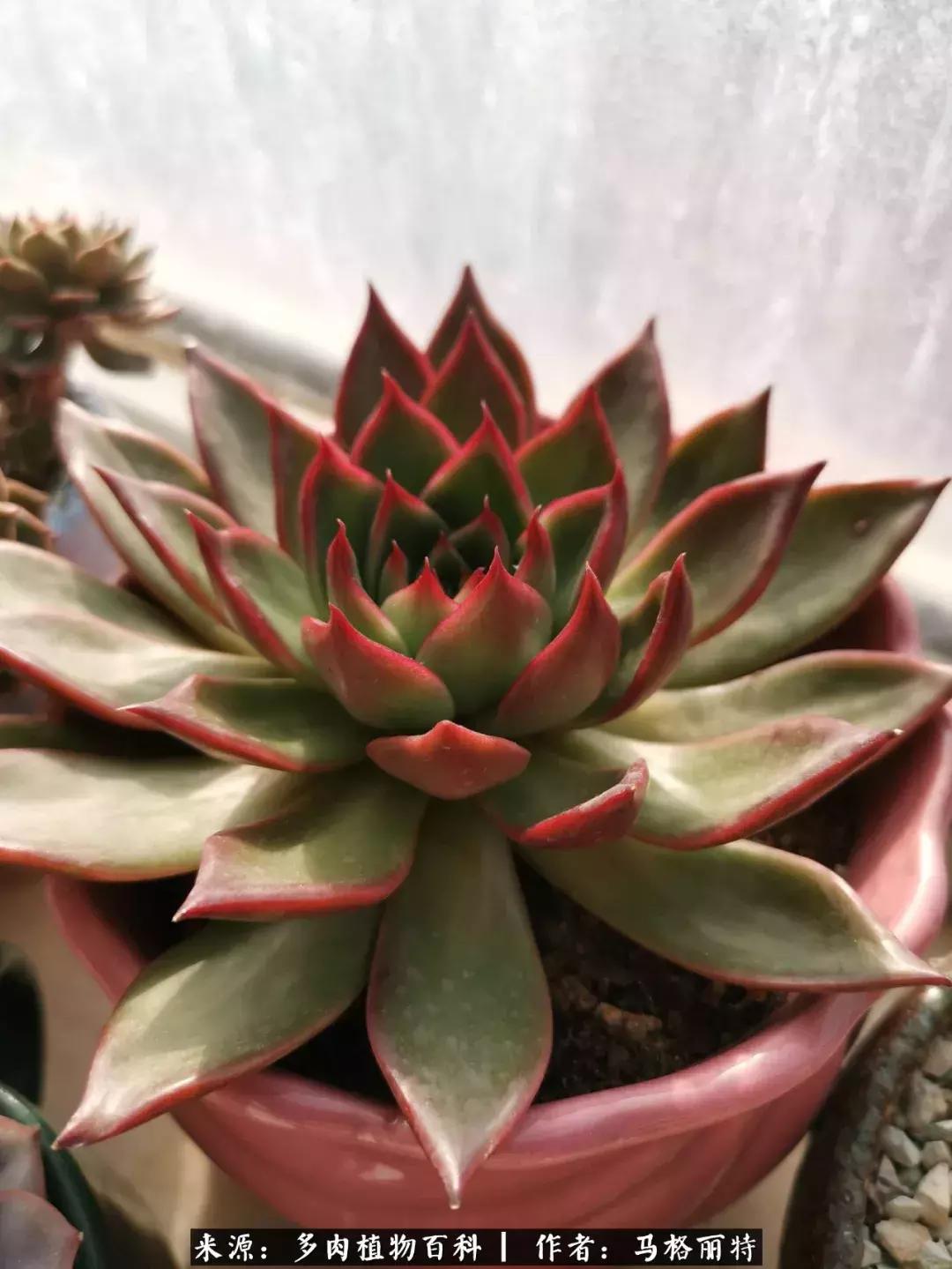 北方阳台多肉怎么过冬,北方阳台多肉