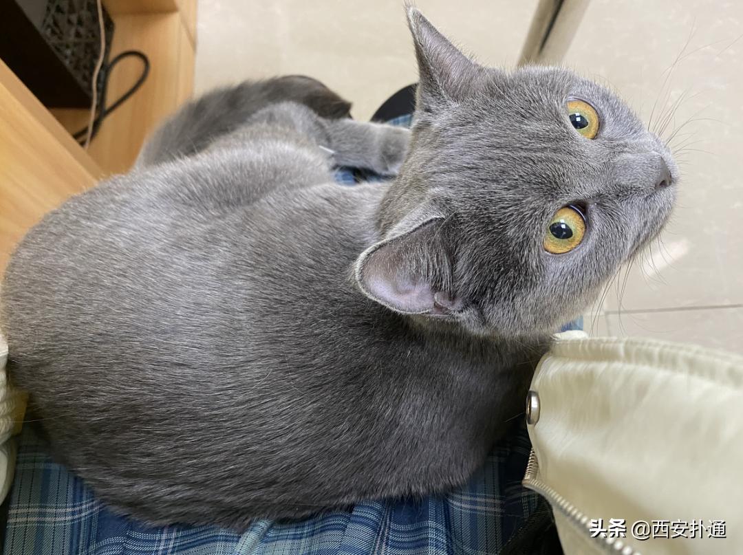 在西安给宠物看病凭什么这么贵