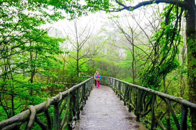 天门山森林公园和张家界森林公园,张家界天门山一日游最佳路线
