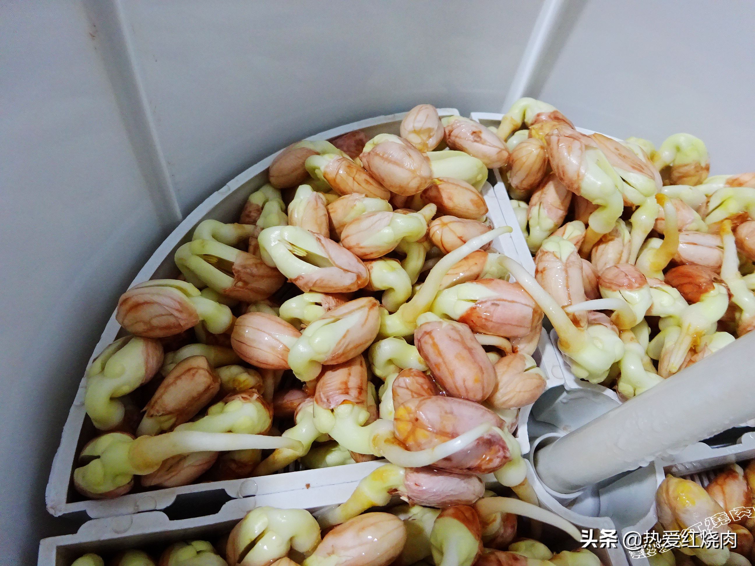 花生芽容易买得到吗,花生做花生芽