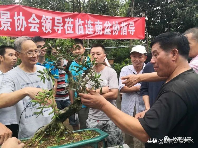 广东的盆景有哪些,适合广东玩的盆景