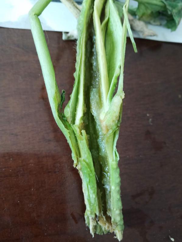 番茄溃疡病在什么时期,番茄溃疡病发生条件