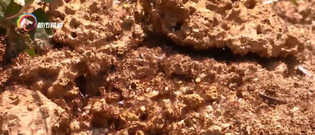 被广东的红火蚁咬了用什么药,多名村民被红火蚁咬伤