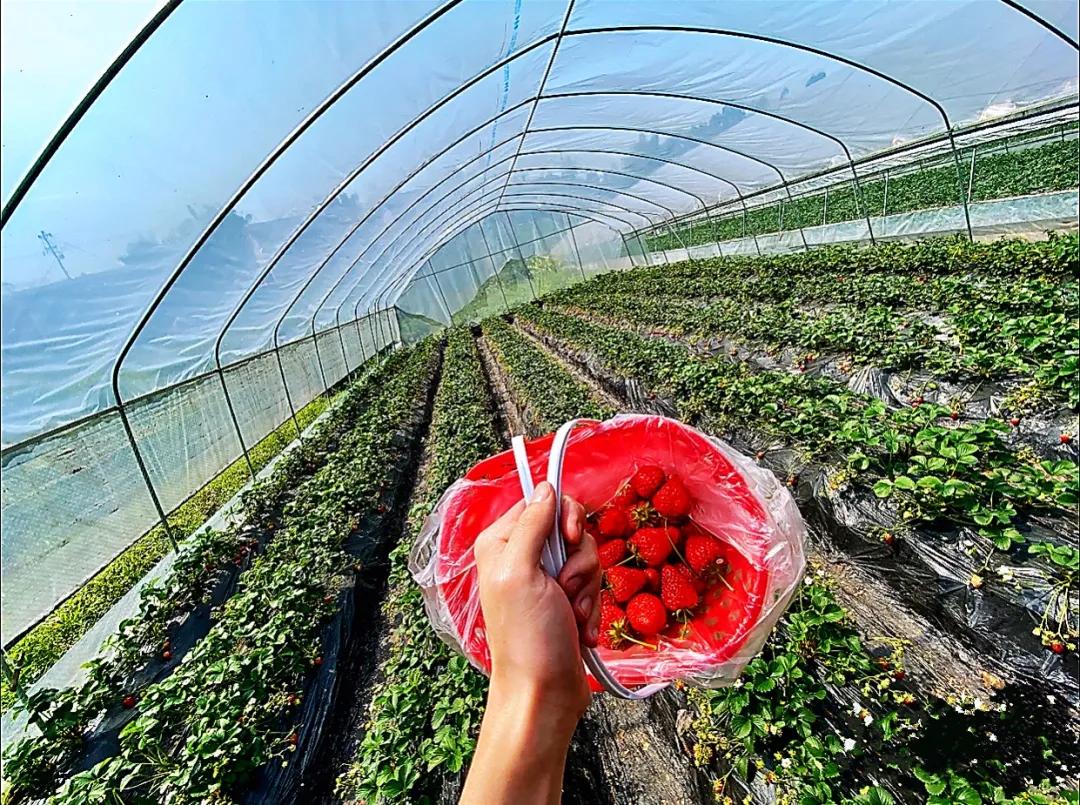 重庆大学城摘草莓的地方,重庆璧山摘草莓的地方推荐