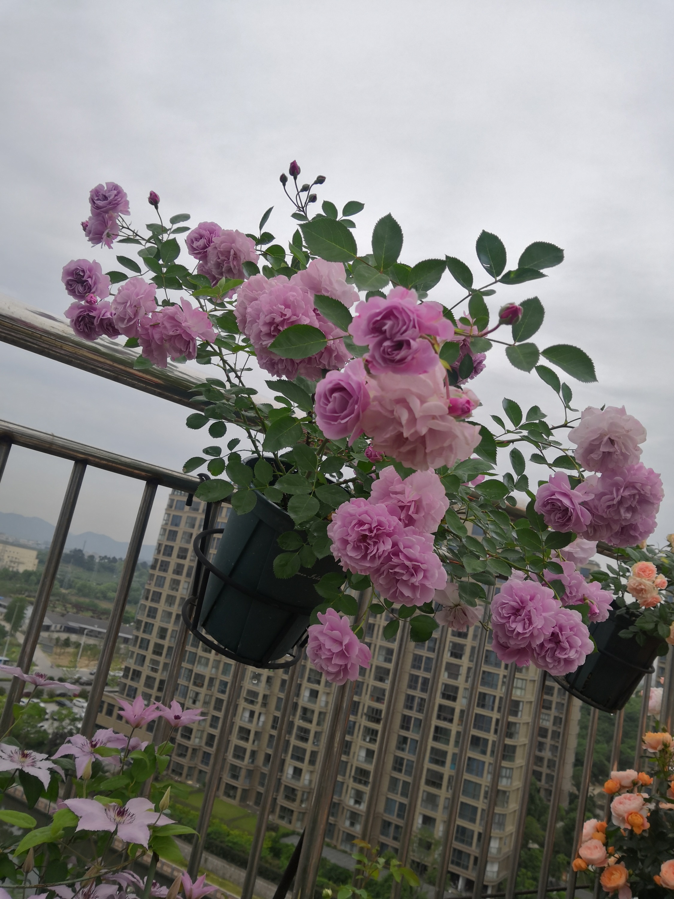 7种小型藤本植物,能在阳台上养,花量巨大,花期长,阳台变花园