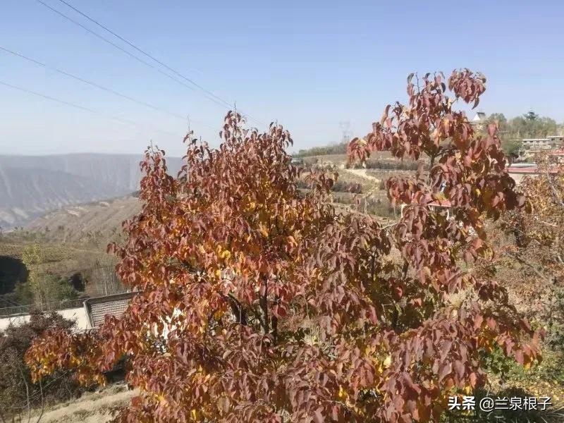 立冬自然风景,立冬雪景山水风景视频