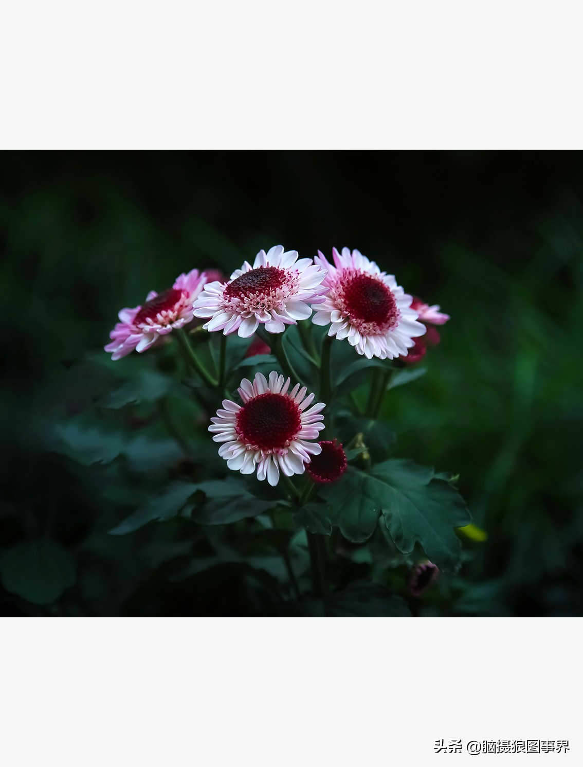 花海如何给花拍照好看,大面积的花怎样拍出花海的感觉
