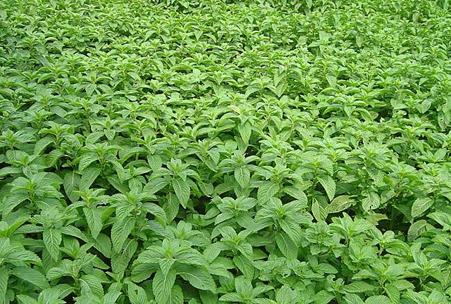 7月份播种薄荷当年可采收吗,薄荷最后一批采收是几月份