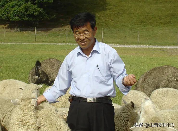 新生羔羊破伤风的症状,羔羊破伤风可以治愈吗