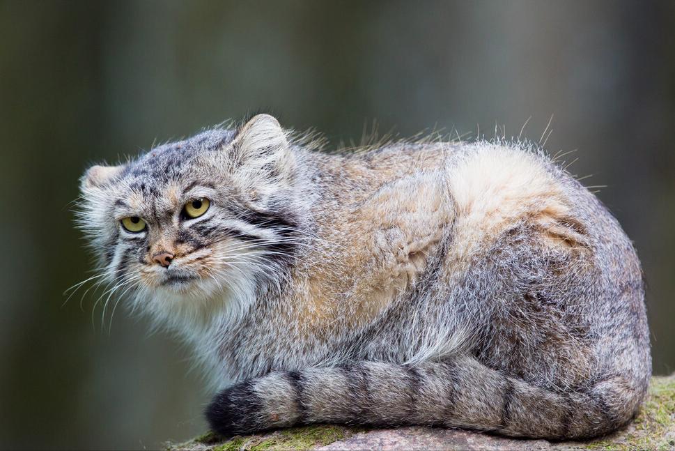 中国禁养的猫类,国家禁止养的猫咪有哪些