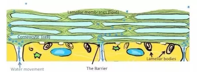 纳晶微针做完后后期怎样效果最好,纳晶微针真的能美白吗