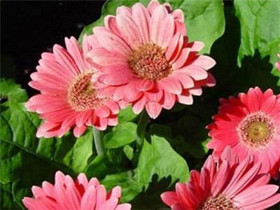 非洲菊怎么养在水中