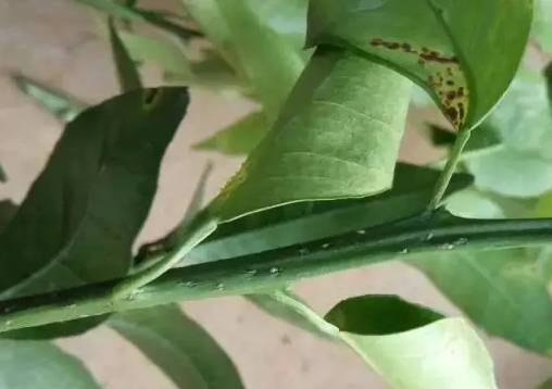 知了和蚱蝉是一种动物吗,知了和蚱蝉有什么区别