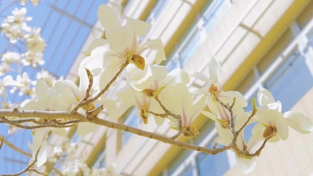 大连外国语大学2024年招生简章,大连外国语大学2021年研究生调剂