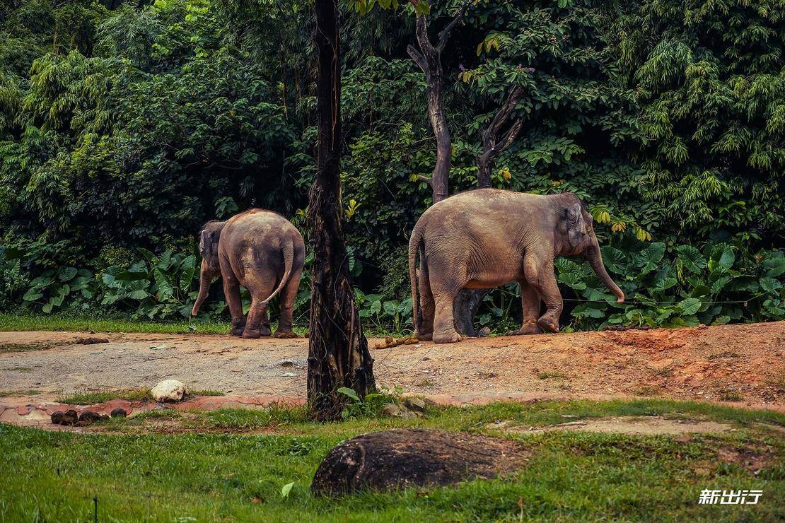 打卡长隆动物园记田妈和威马EX5520的周末