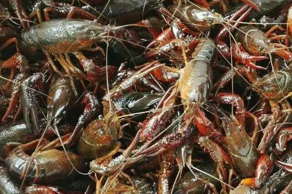 河虾的种类名称和价格,河虾和海虾的种类