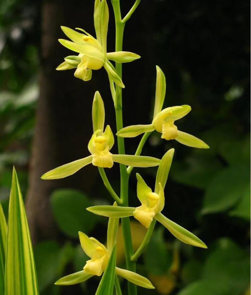 什么兰花最好养又香又好看,推荐几款香味俱全好养的兰花