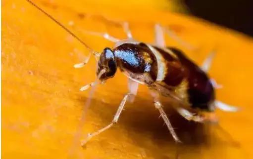 原来蟑螂最怕它,地上撒上少许,比蟑螂药好用