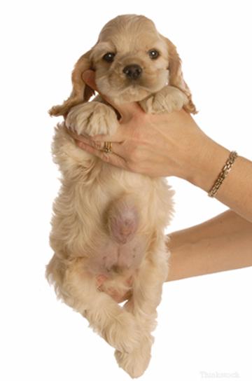 犬脐疝,小狗有脐疝怎么引起的