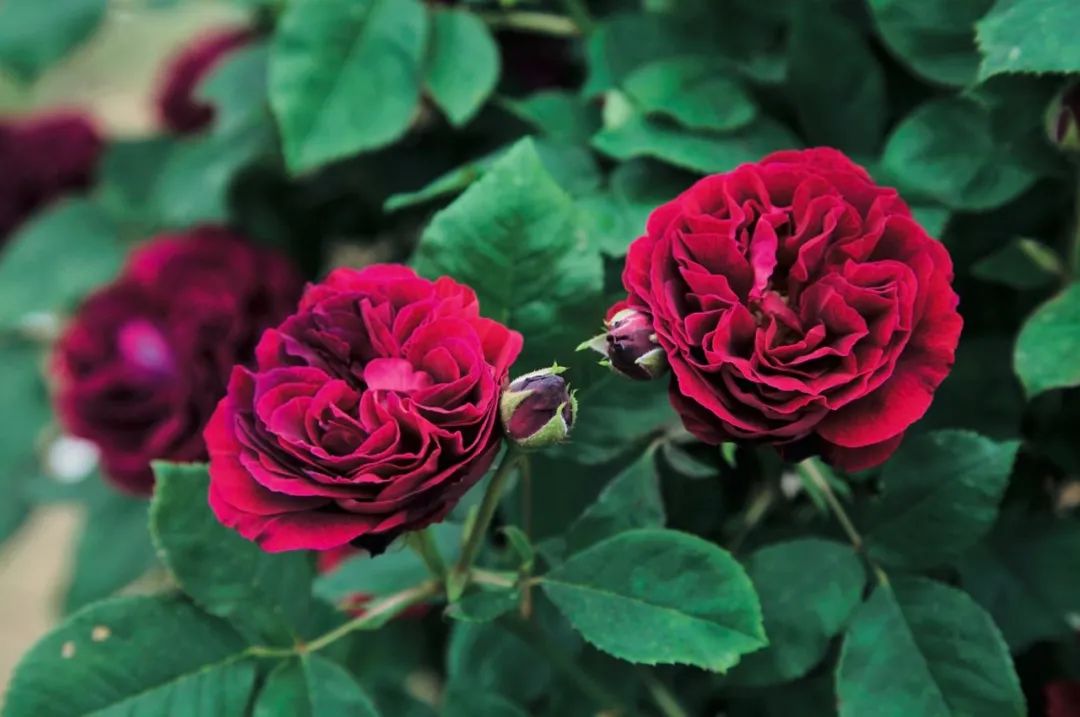 夏季月季怎么施肥,月季夏季要遮阳吗