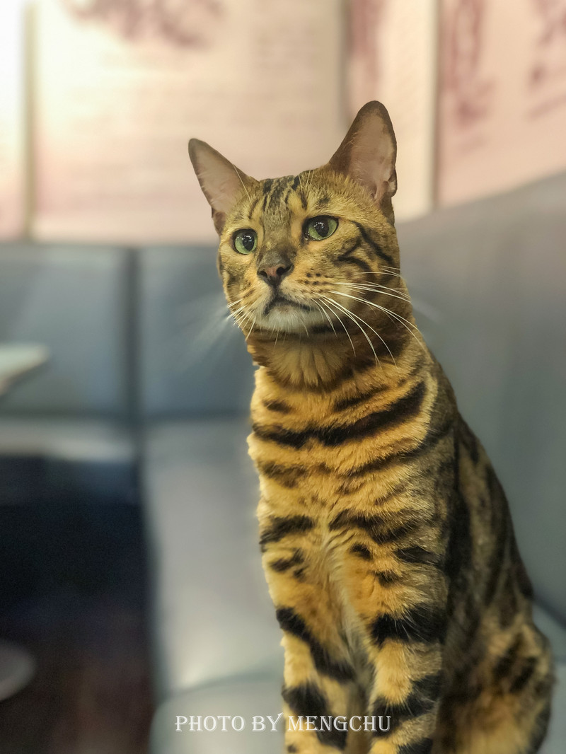 鐚ご楣板悏鍗滃姏骞绘兂,鏃ユ湰鐚挭绔ヨ瘽灏忛晣