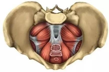 产后漏尿盆底肌修复最佳康复期,产后盆底肌理疗间隔