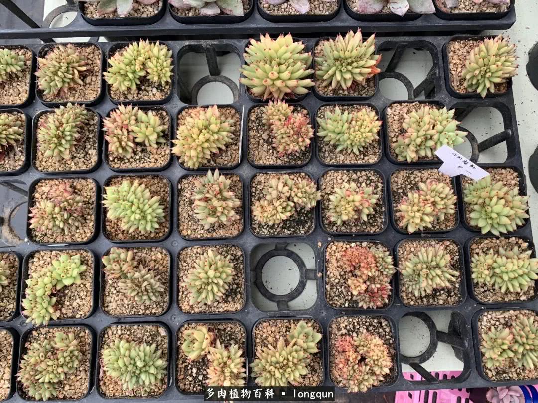 肉叔带你走遍韩国多肉大棚,记一次精彩的采摘之旅