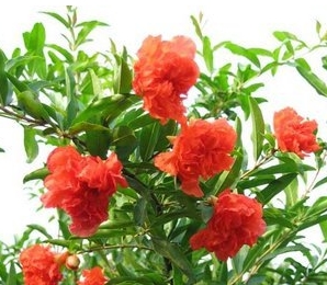 石榴优良品种牡丹石榴,喜欢石榴是因为什么