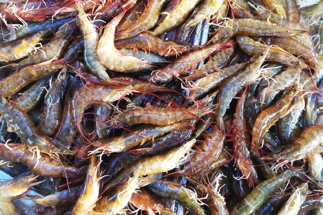 对虾防治,对虾常见疾病的防治措施