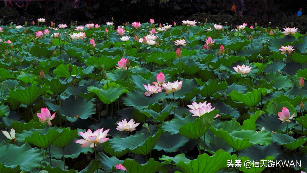 澶忚嚦宸茶嚦鑽疯姳鏅偣 (澶忚嚦宸茶嚦閭ｅ氨蹇樺嵈鐐庣儹鍘昏祻鑺卞惂)