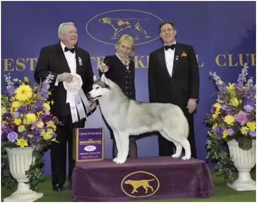 中国犬种繁殖状况,中国本土犬的繁殖现状