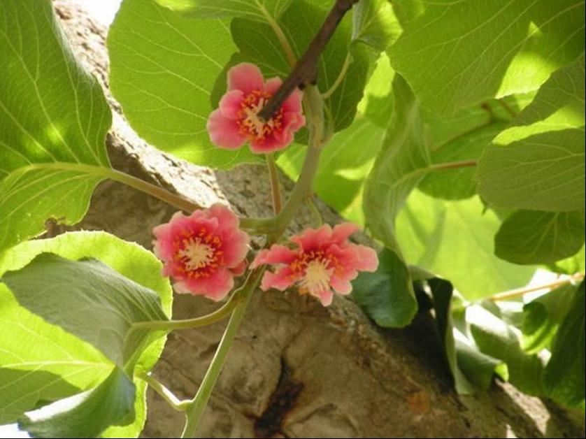 百种味道的果子,百种果实图片