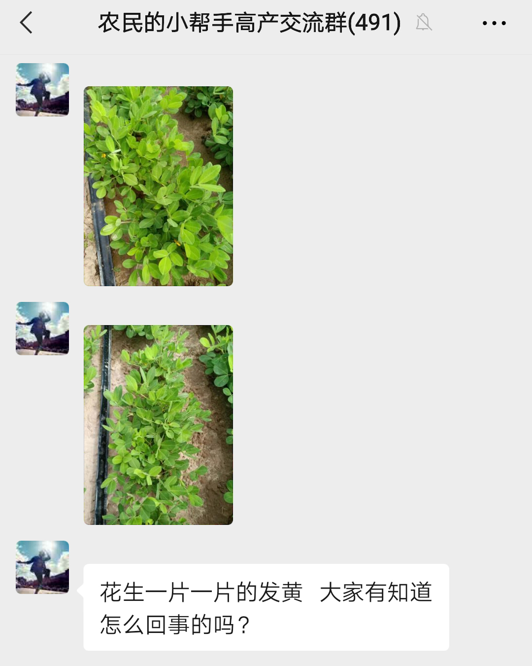 花生新叶发黄怎么办,花生苗期发黄是什么原因打什么药