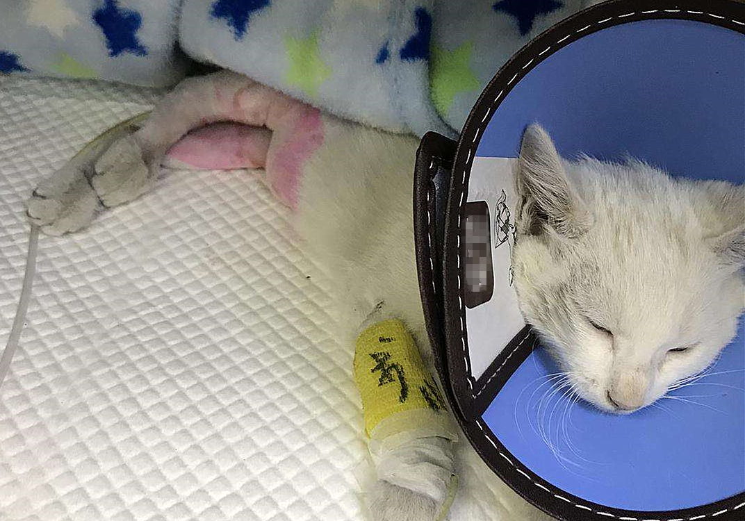 猫咪输尿管堵塞,猫咪尿闭导尿堵塞